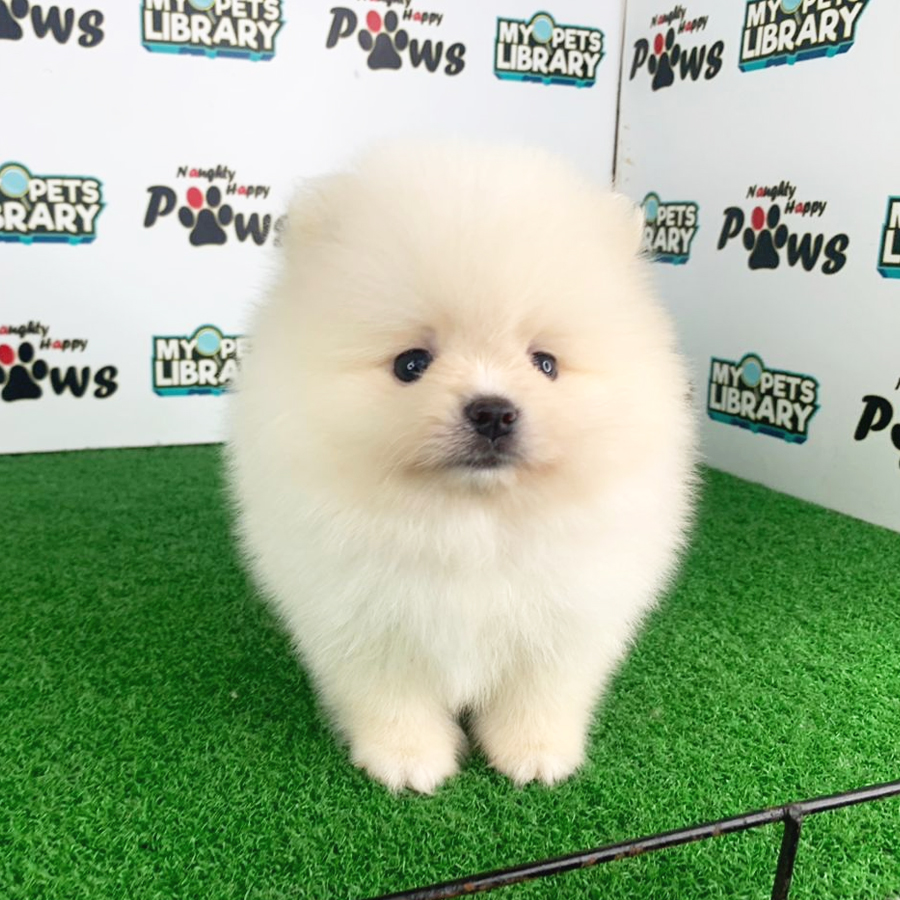 Pomeranian Puppy (Male) For Sale