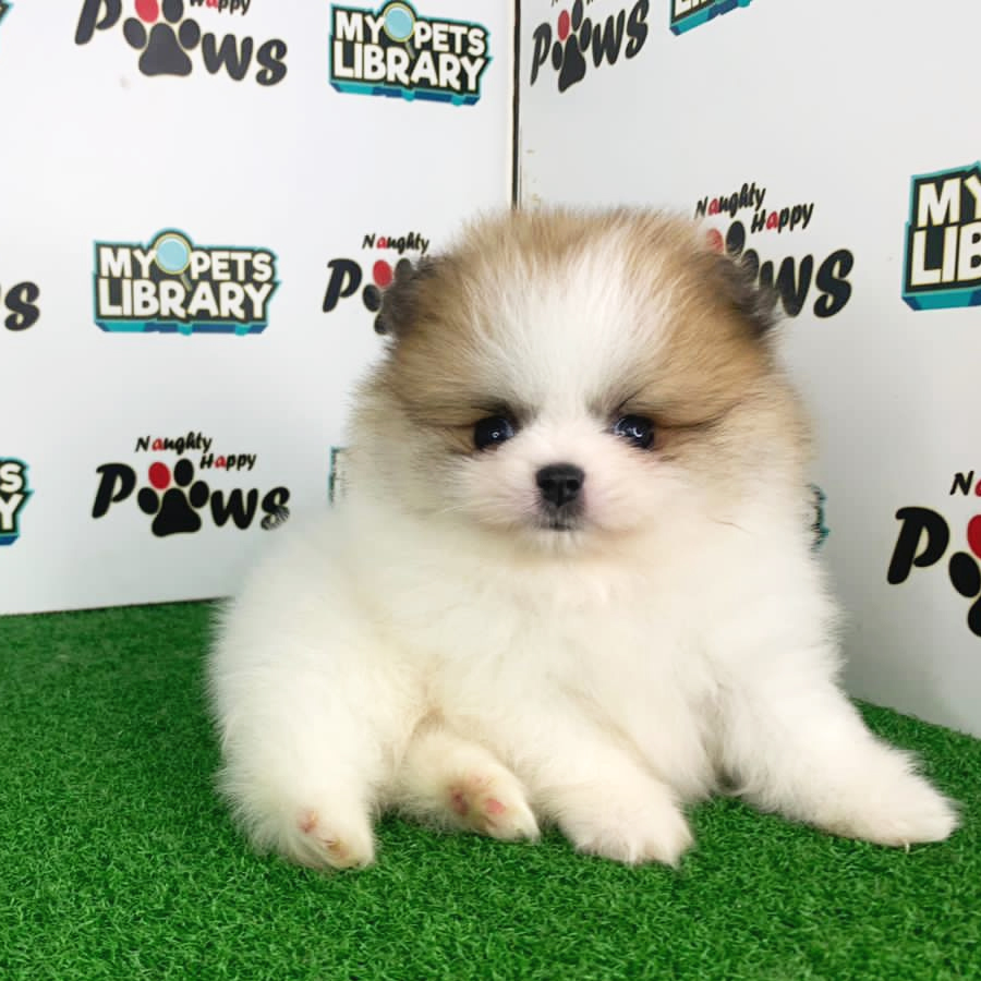 Pomeranian Puppy (Male) For Sale