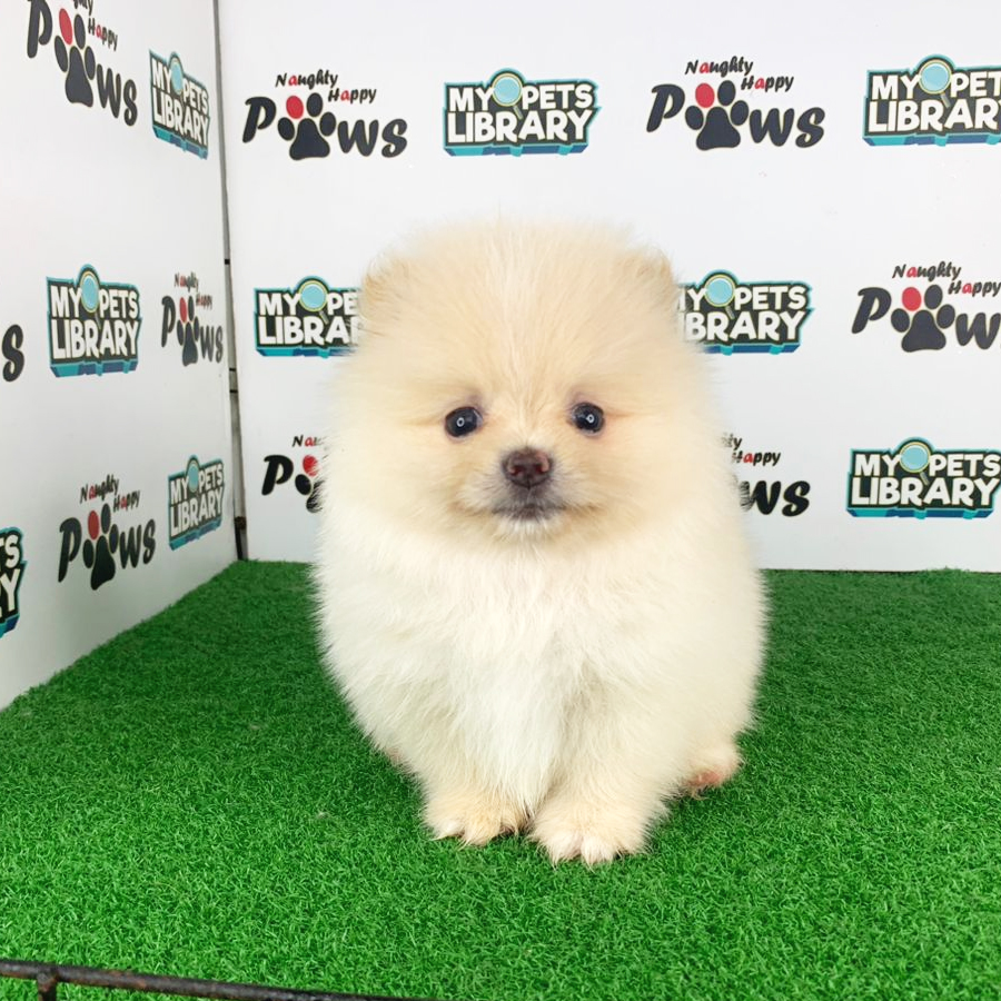 Pomeranian Puppy (Female) For Sale