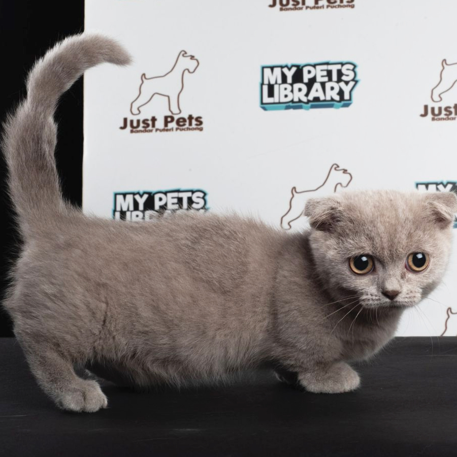 Munchkin Kilt Kitten (Female) For Sale