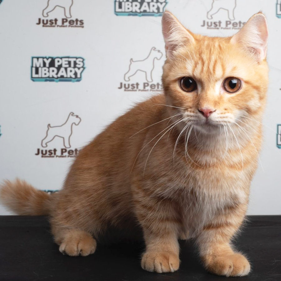 Munchkin British Shorthair Kitten (Male) For Sale