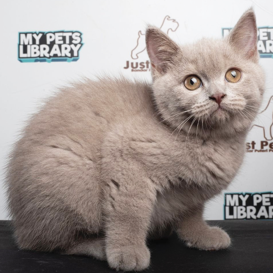 British Shorthair Kitten (Male) For Sale