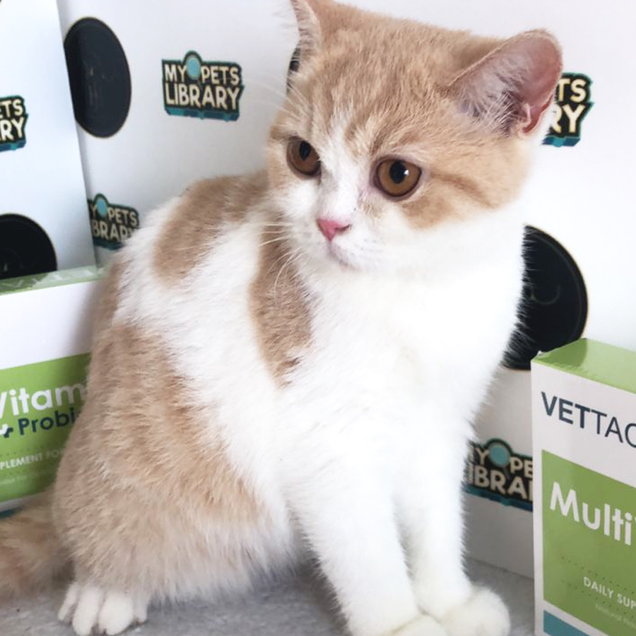 E03 British Shorthair Kitten (Female) For Sale