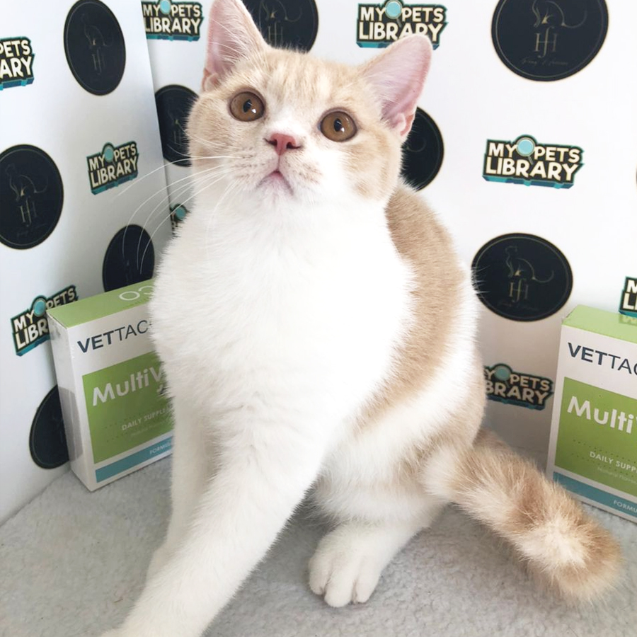 E03 British Shorthair Kitten (Male) For Sale