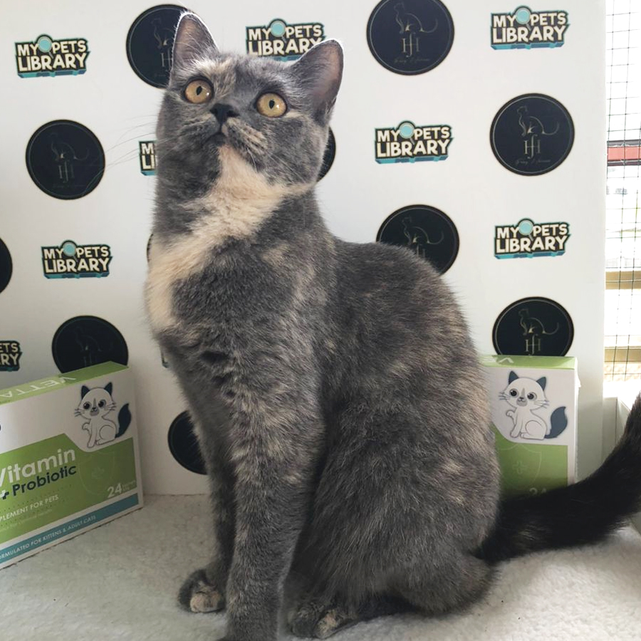 British Shorthair Kitten (Female) For Sale