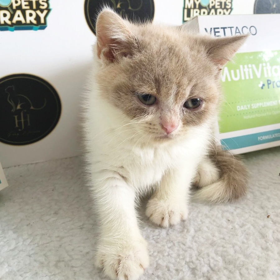R03 British Shorthair Kitten (Female) For Sale