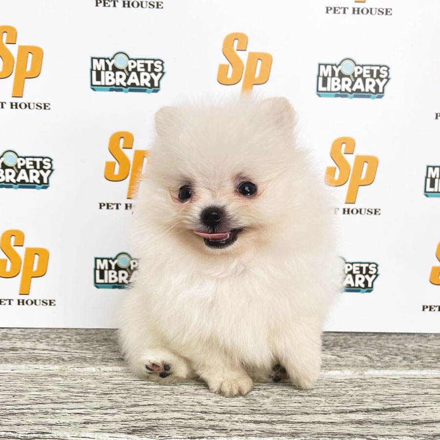 Tiny Pomeranian Puppy (Female) For Sale