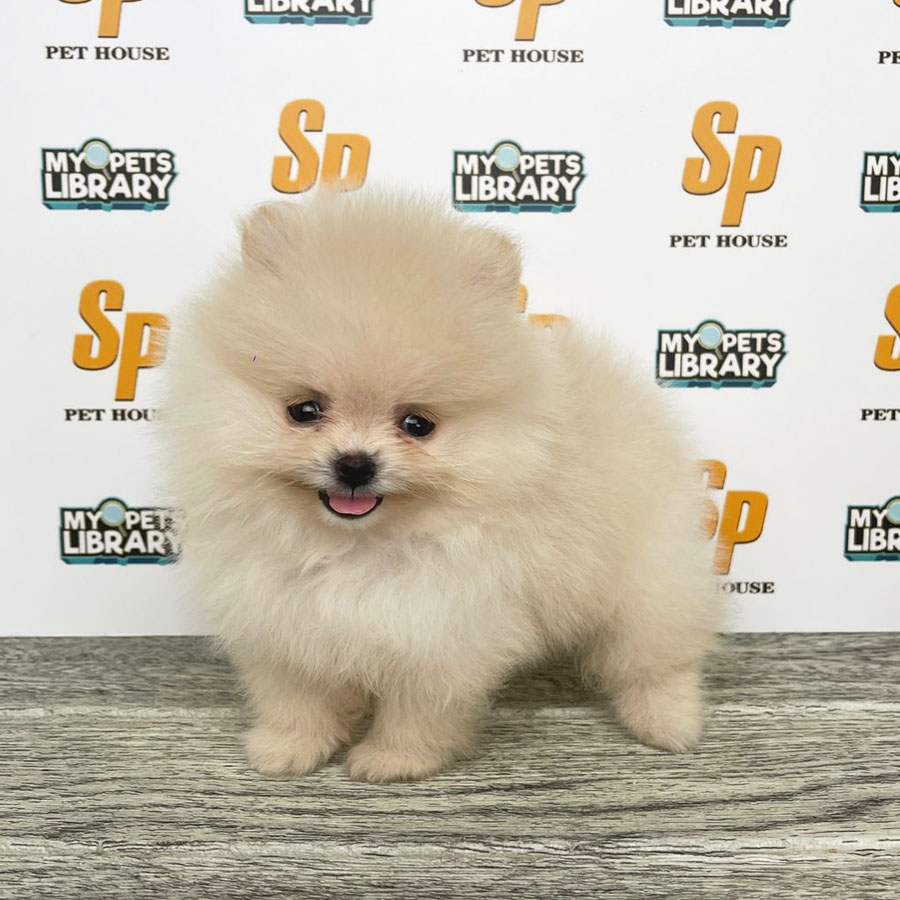 Tiny Pomeranian Puppy (Female) For Sale