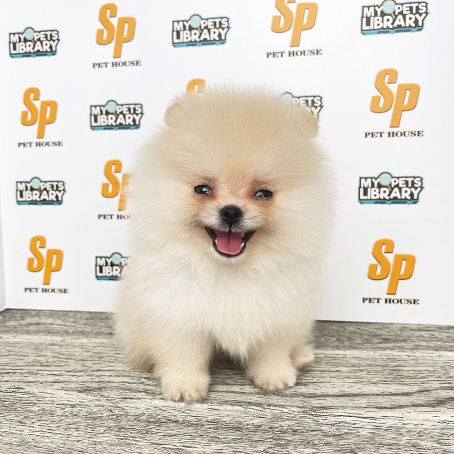 Tiny Pomeranian Puppy (Male) For Sale