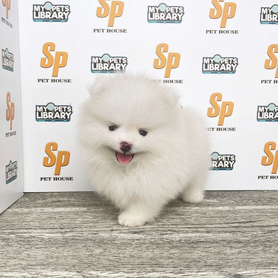 Tiny Pomeranian Puppy (Male) For Sale
