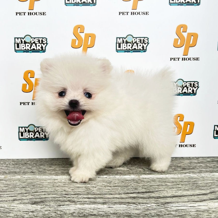 Tiny Pomeranian Puppy (Male) For Sale