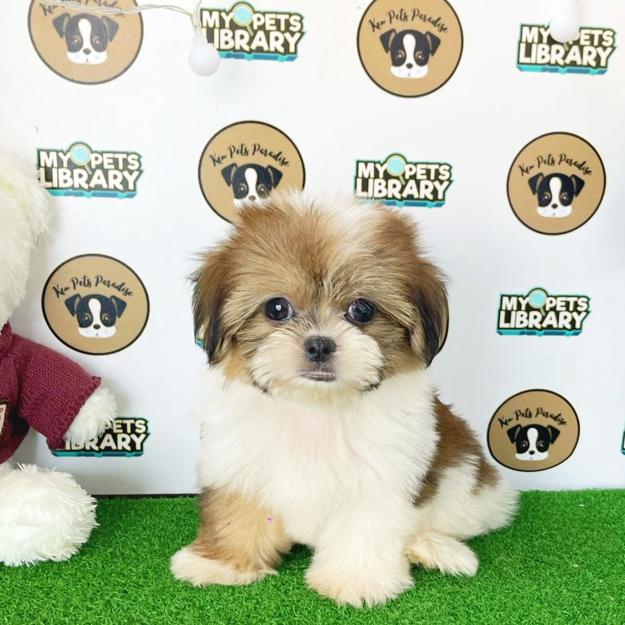 Shih Tzu Puppy (Male) For Sale