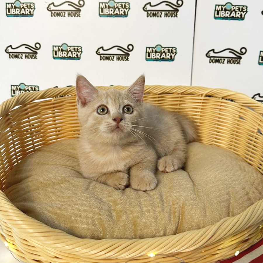 Munchkin Kitten (Male) For Sale