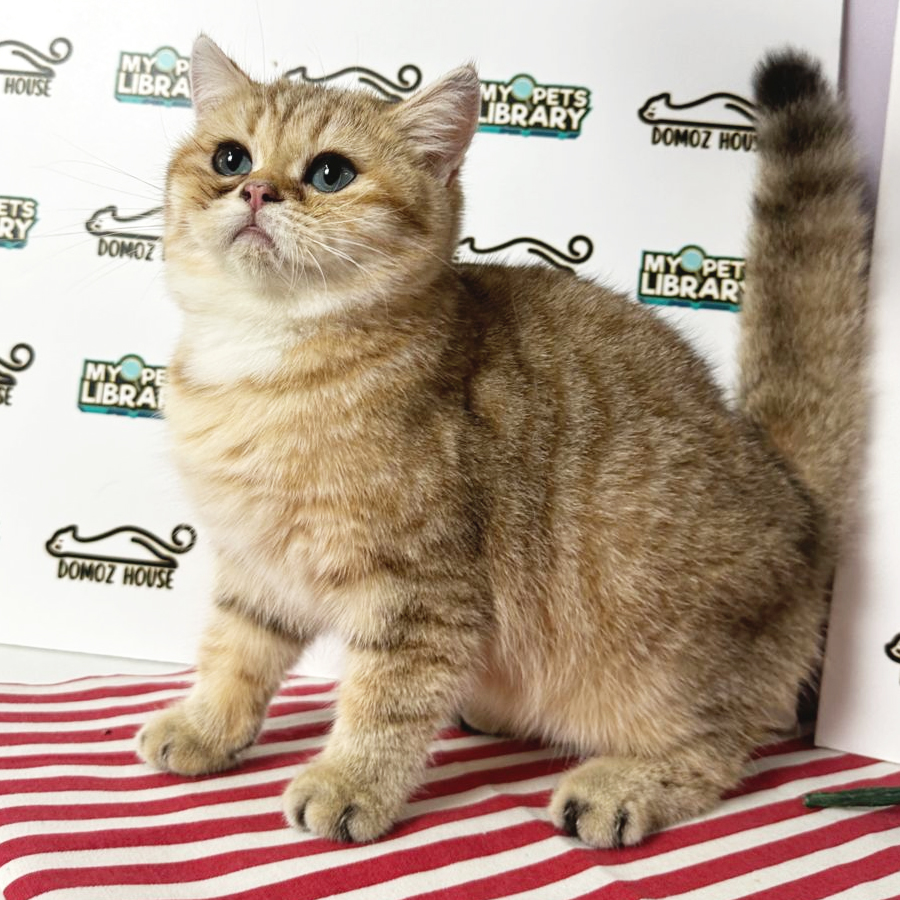 British Shorthair Kitten (Male) For Sale