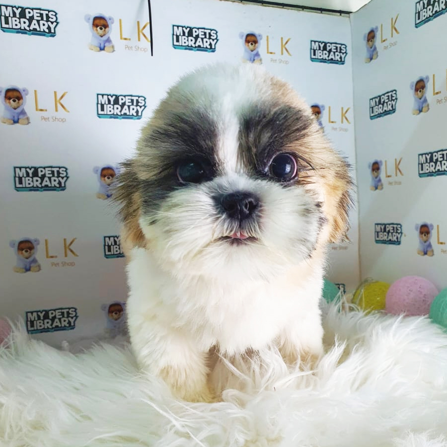 Shih Tzu Puppy (Male) For Sale