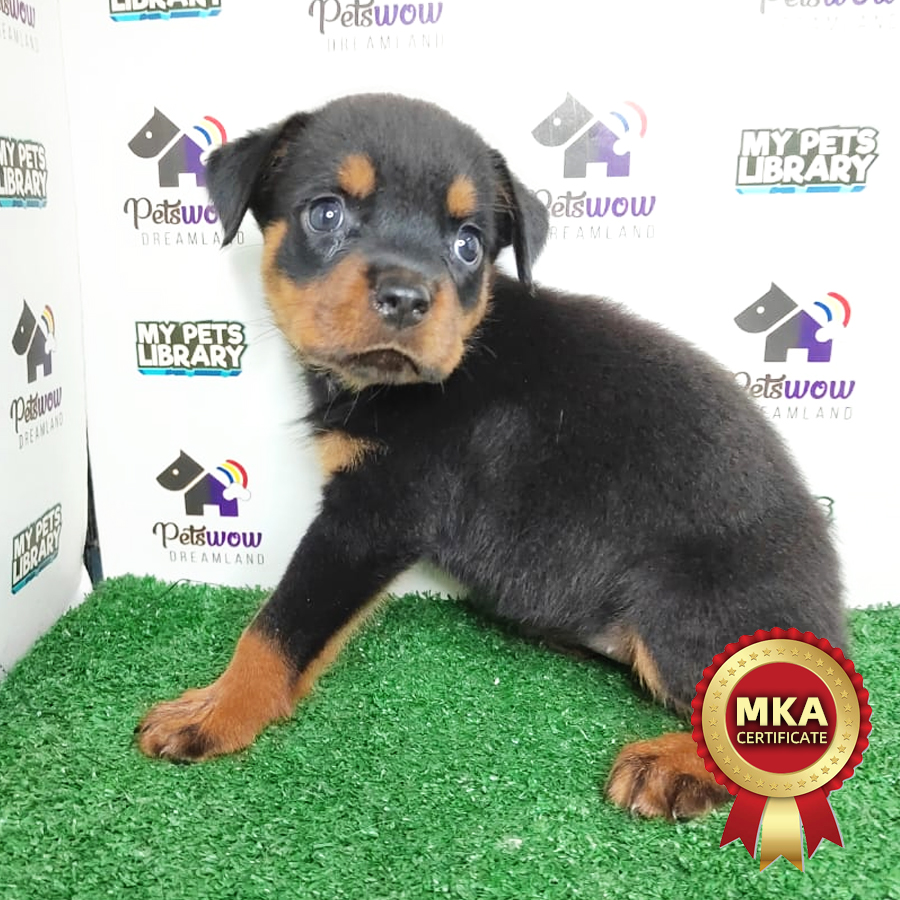 MKA Rottweiler Puppy (Female) For Sale