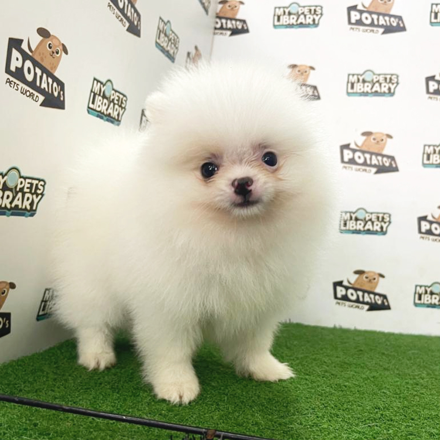 Pomeranian Puppy (Female) For Sale