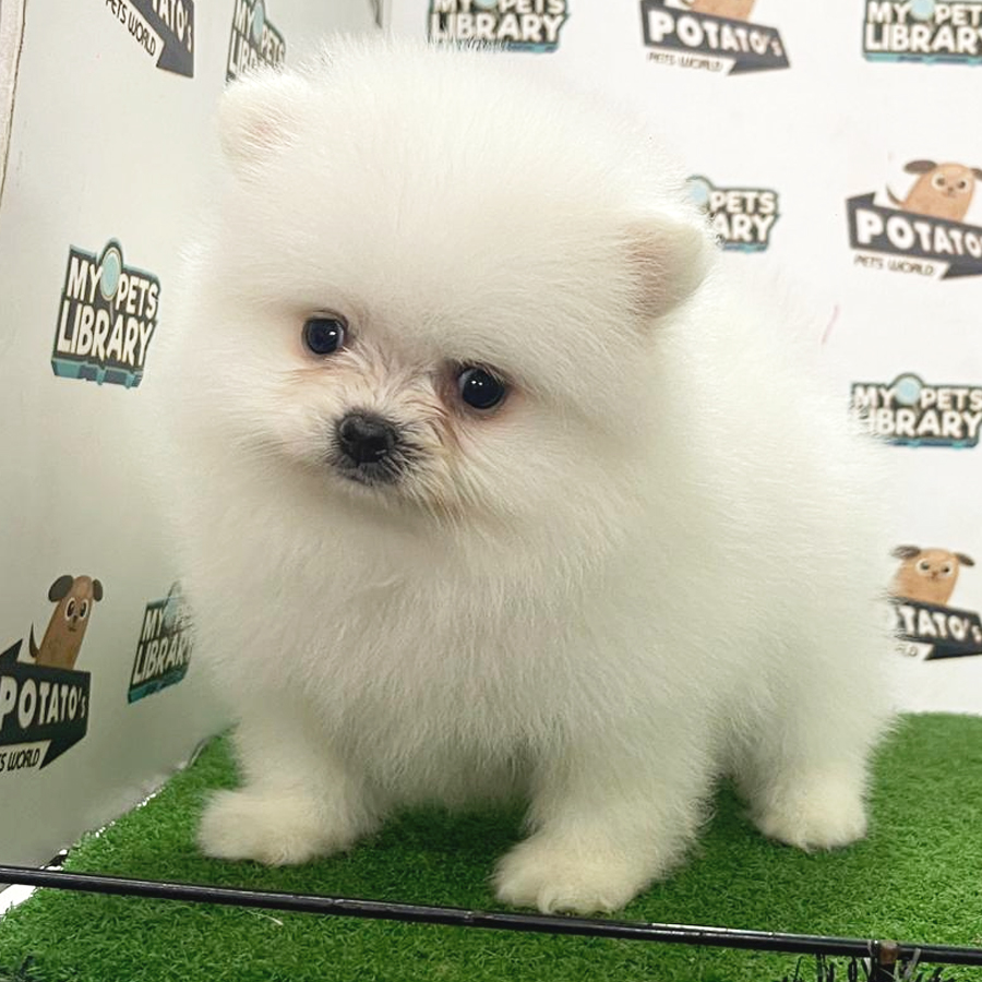 Pomeranian Puppy (Male) For Sale