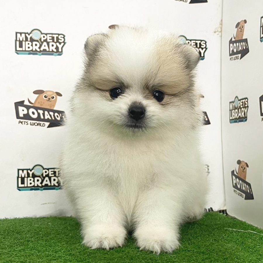 Pomeranian Puppy (Male) For Sale