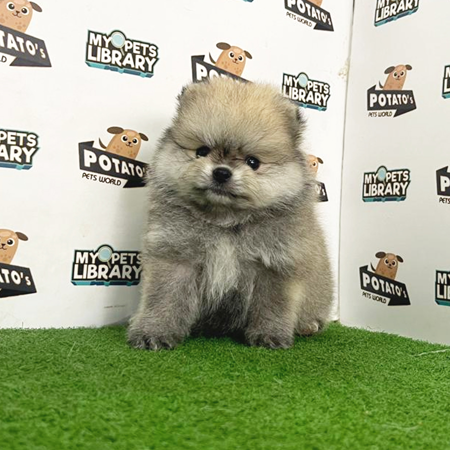Pomeranian Puppy (Female) For Sale
