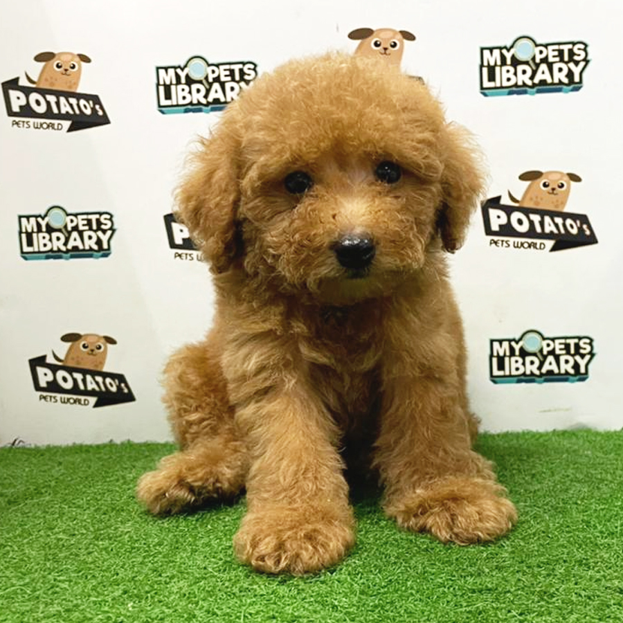 Toy Poodle Puppy (Male) For Sale