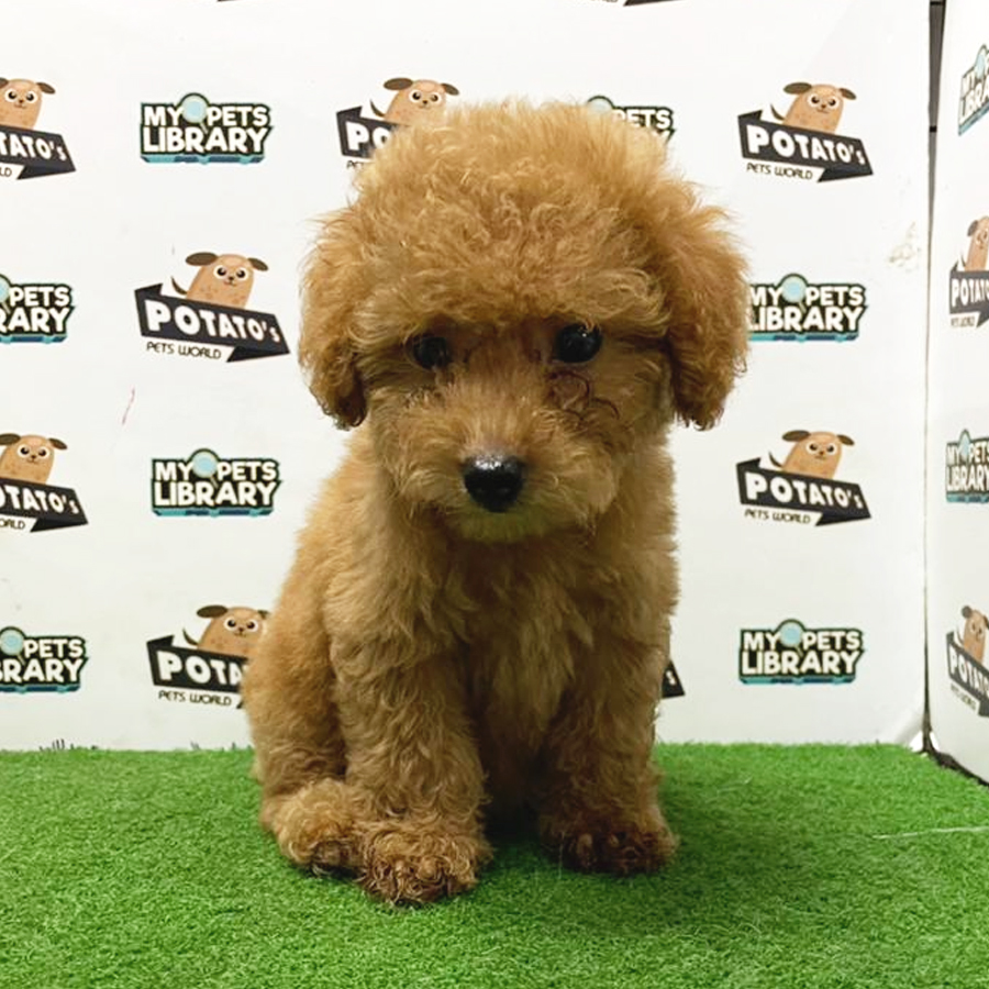 Toy Poodle Puppy (Male) For Sale