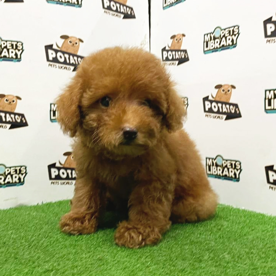Toy Poodle Puppy (Male) For Sale
