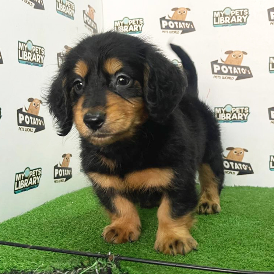 Longcoat Miniature Dachshund Puppy (Male) For Sale