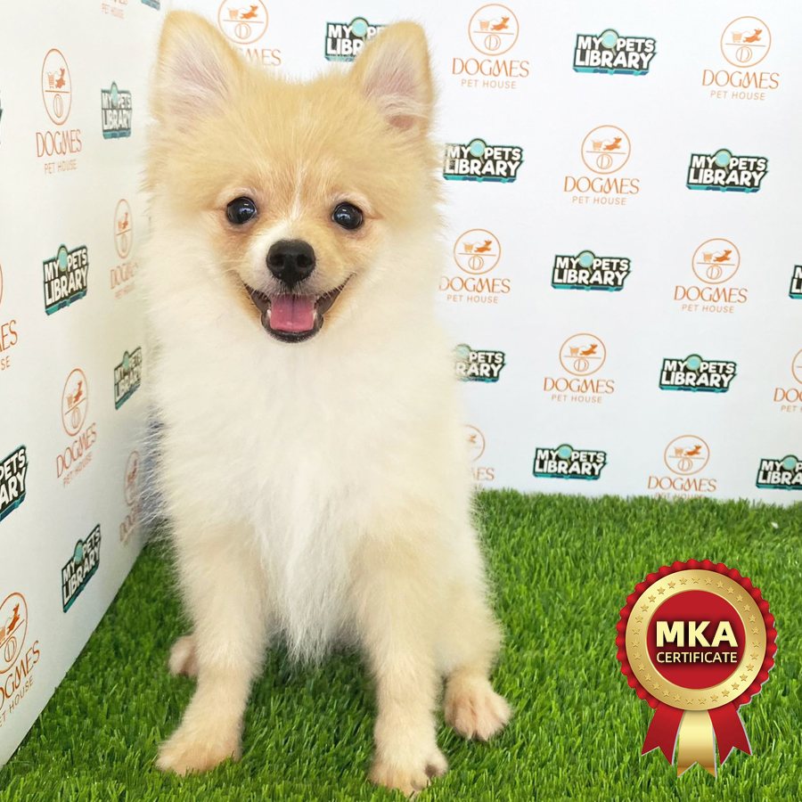 MKA Pomeranian Puppy (Female) For Sale