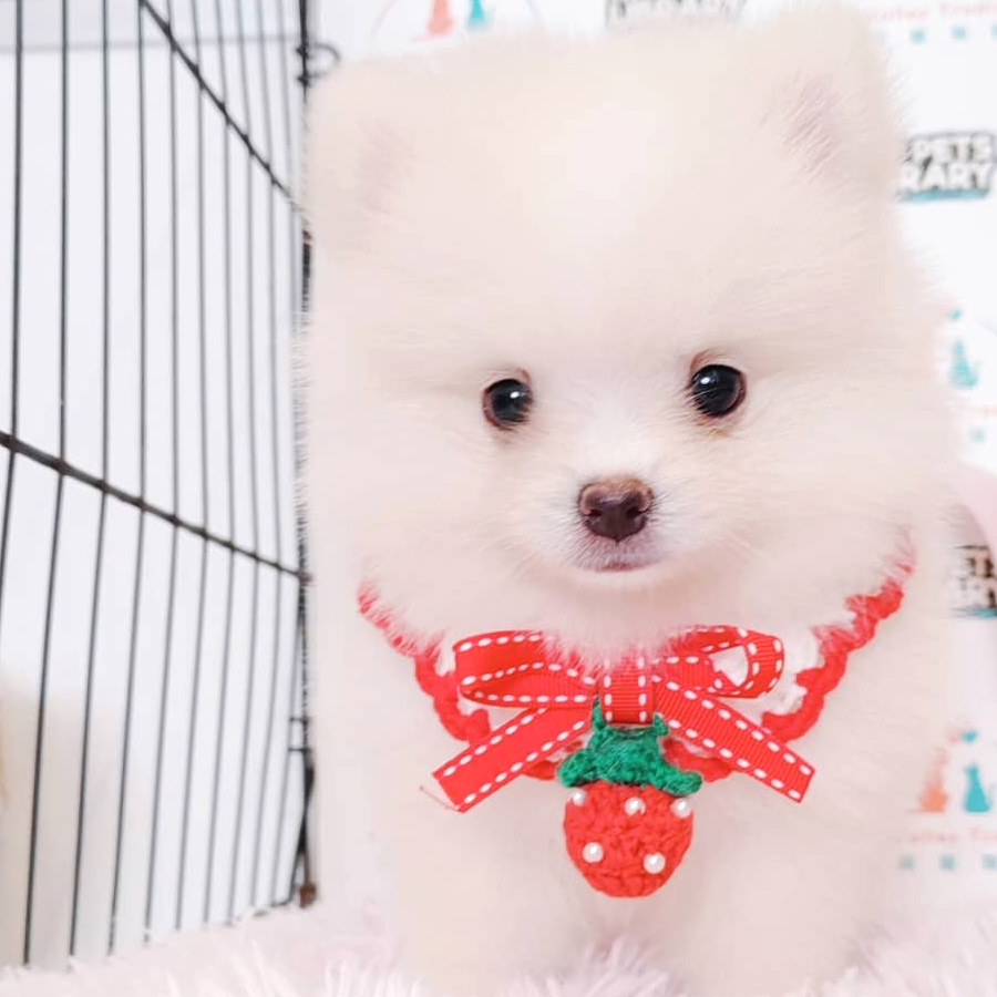 Tiny Pomeranian Puppy (Female) For Sale