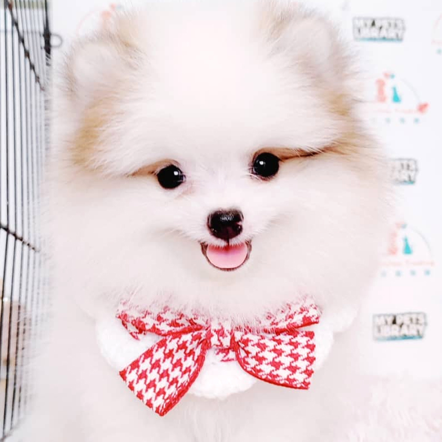 Tiny Pomeranian Puppy (Male) For Sale