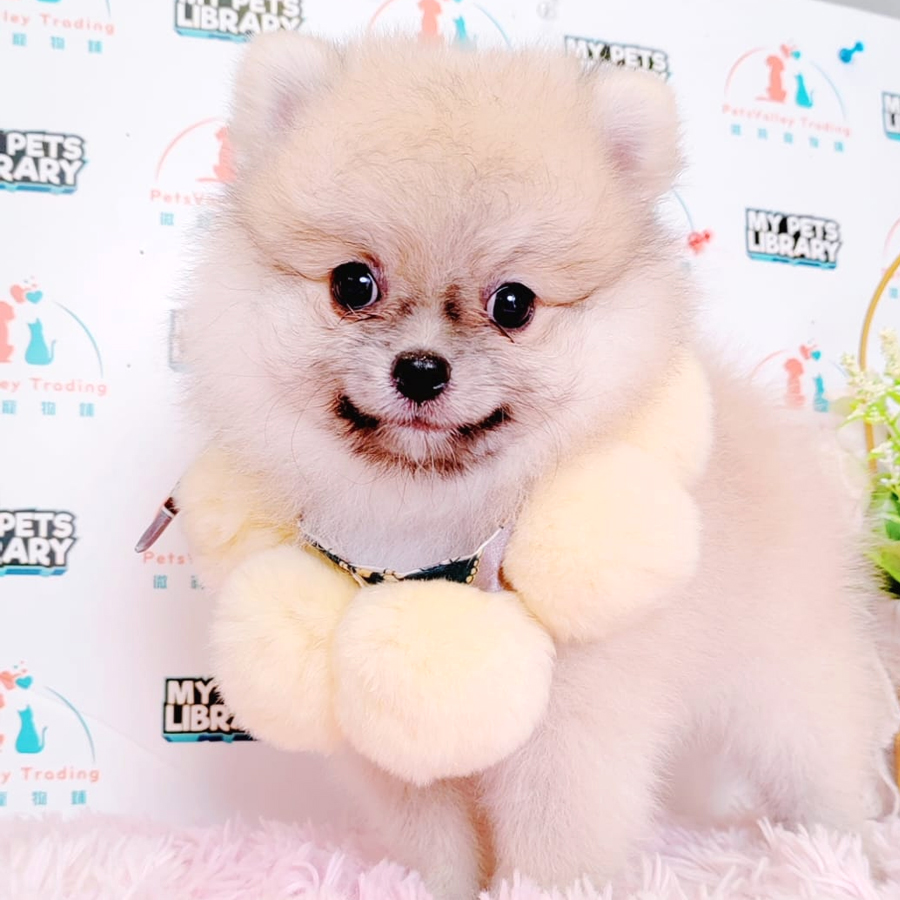 Tiny Pomeranian Puppy (Male) For Sale
