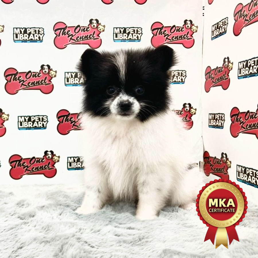 MKA Pomeranian Puppy (Male) For Sale
