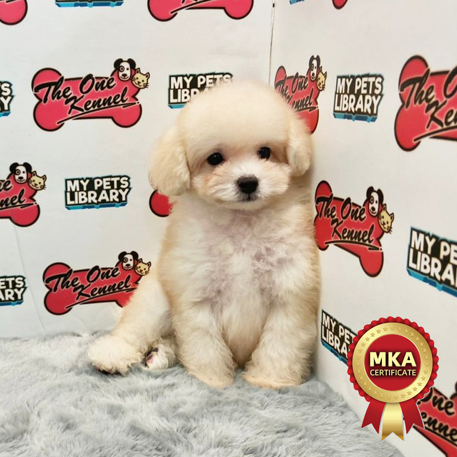 MKA Toy Poodle Puppy (Male) For Sale