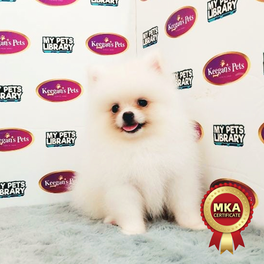 MKA Pomeranian Puppy (Male) For Sale