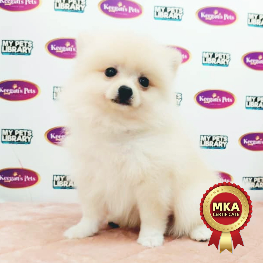 MKA Pomeranian Puppy (Male) For Sale