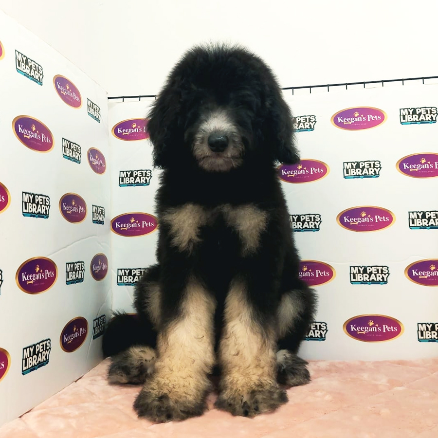 Giant Poodle Puppy (Female) For Sale