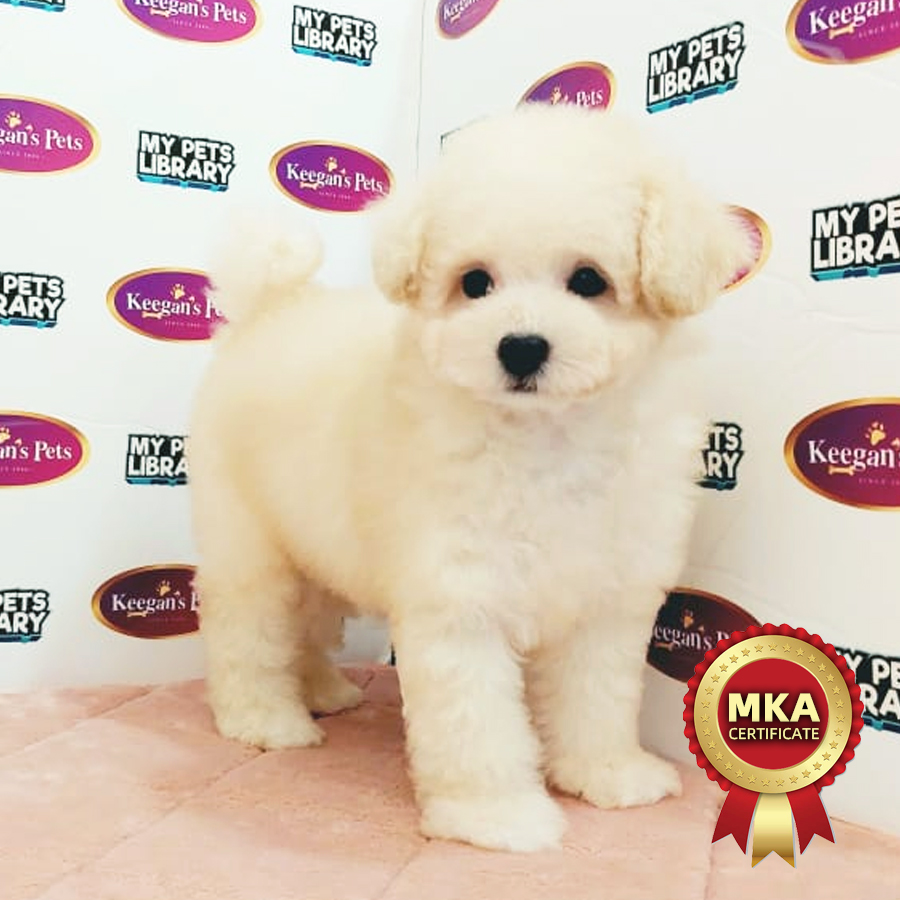 MKA Toy Poodle Puppy (Male) For Sale