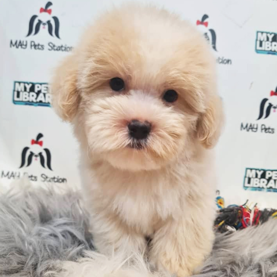 Maltipoo Puppy (Male) For Sale