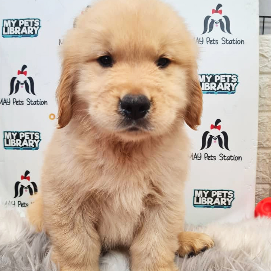 Golden Retriever Puppy (Male) For Sale