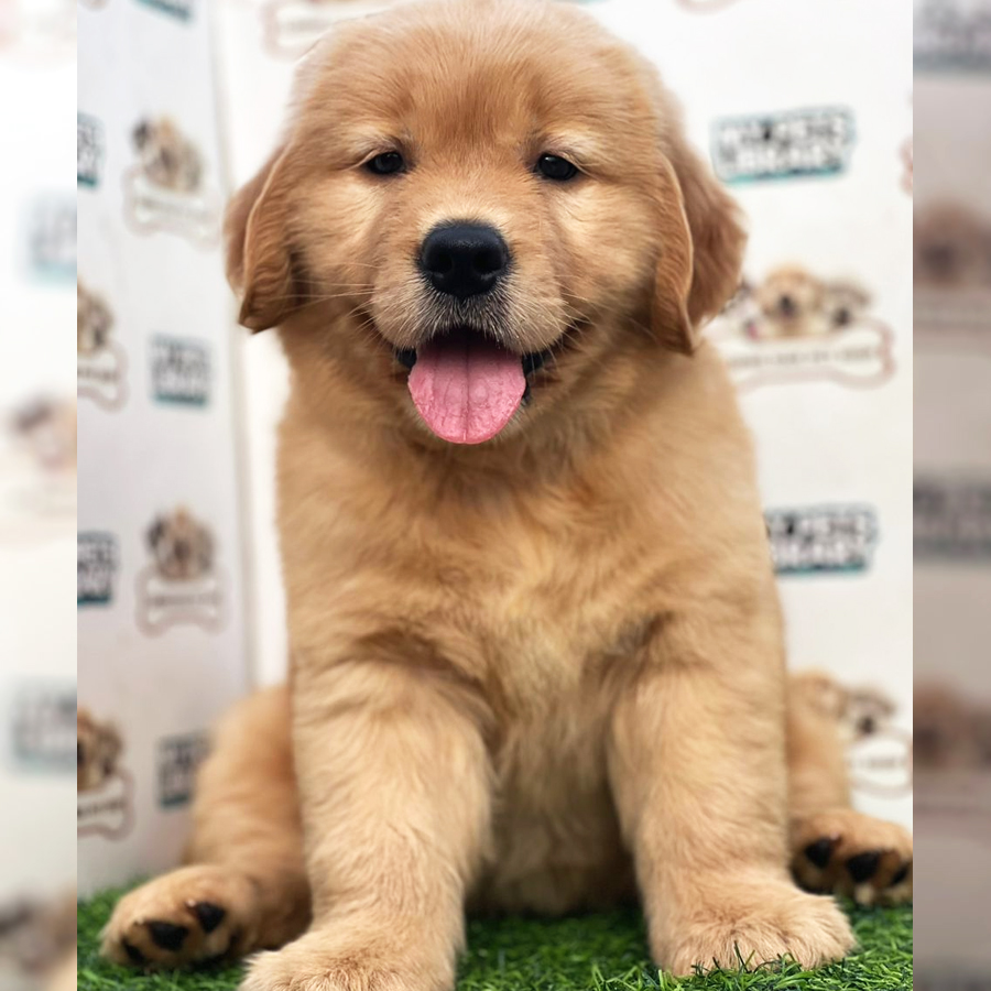 Golden Retriever Puppy (Female) For Sale