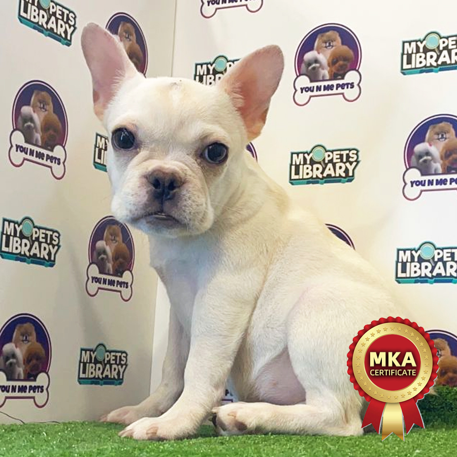 MKA French Bulldog Puppy (Female) For Sale