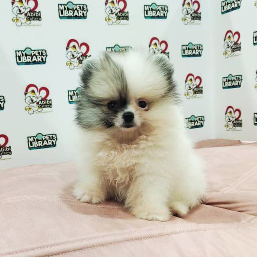 Pomeranian Puppy (Female) For Sale