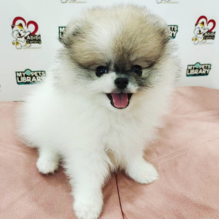 Pomeranian Puppy (Male) For Sale