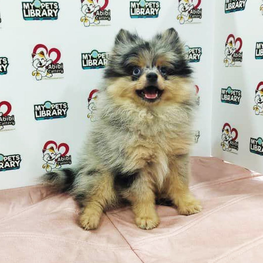 Pomeranian Puppy (Male) For Sale