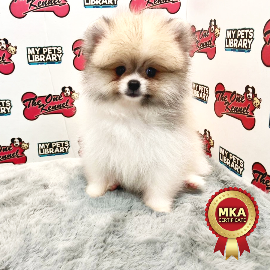 MKA Pomeranian Puppy (Female) For Sale
