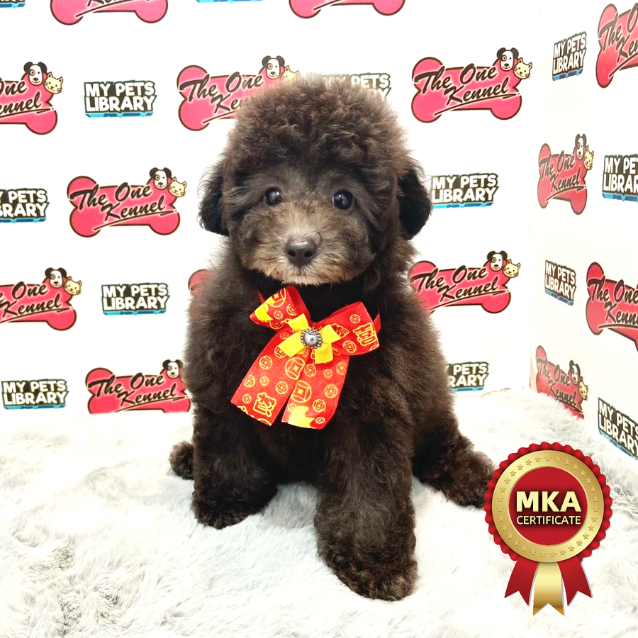 MKA Toy Poodle Puppy (Female) For Sale