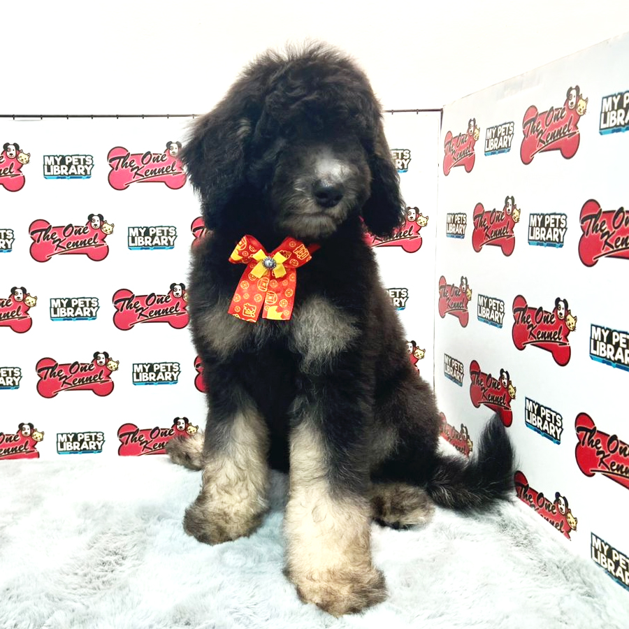 Giant Poodle Puppy (Female) For Sale