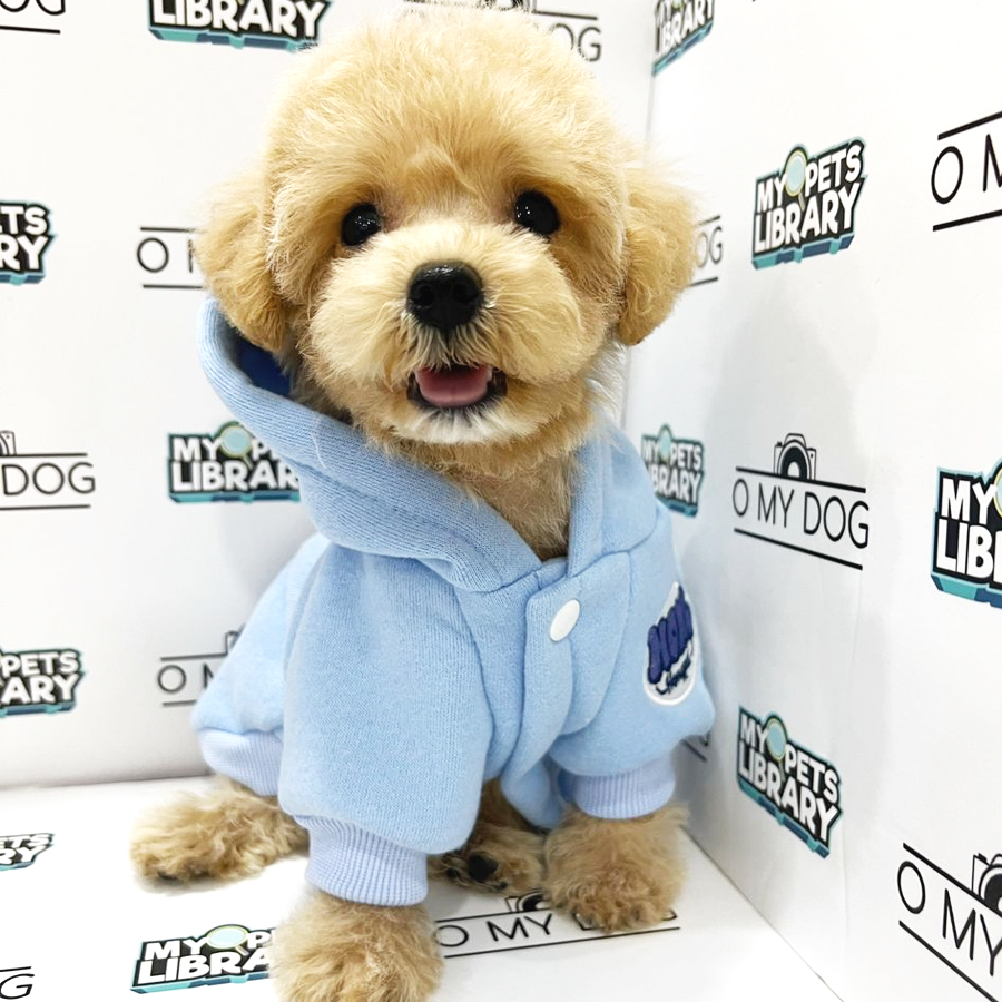 Toy Poodle Puppy (Male) For Sale