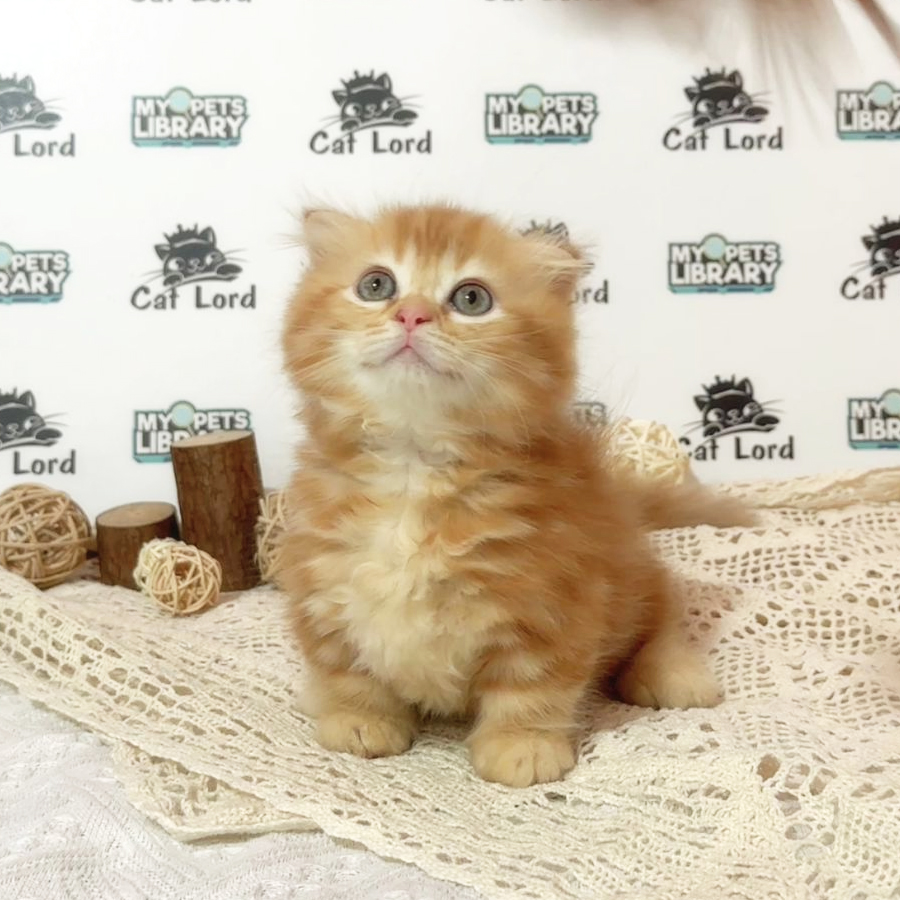 Minuet Napoleon Kitten (Female) For Sale